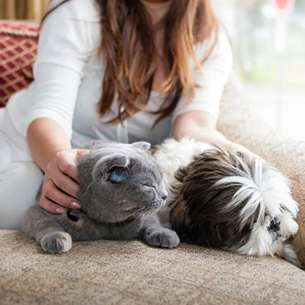 Shih Tzu and other animals