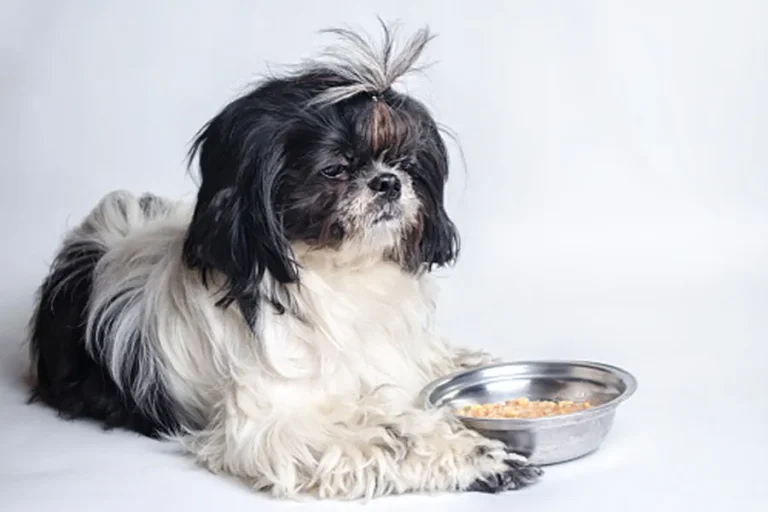 Shih Tzu is a Picky Eater