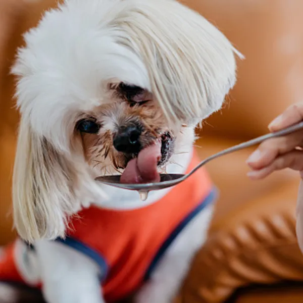 Ways to deal with a Shih Tzu Picky Eater