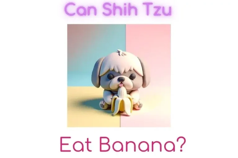 Can Shih Tzu Eat Banana