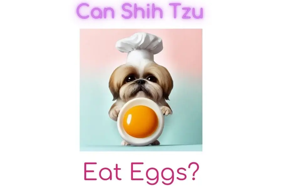 Can Shih Tzu Eat Egg