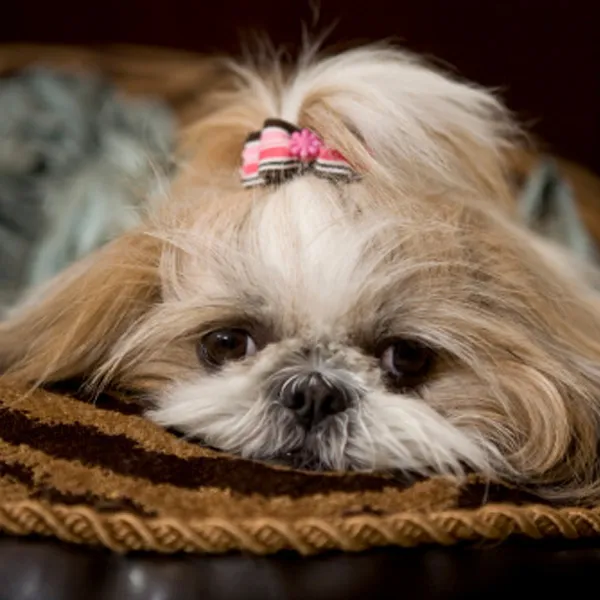 Shih Tzu Causes of Hypoglycemia