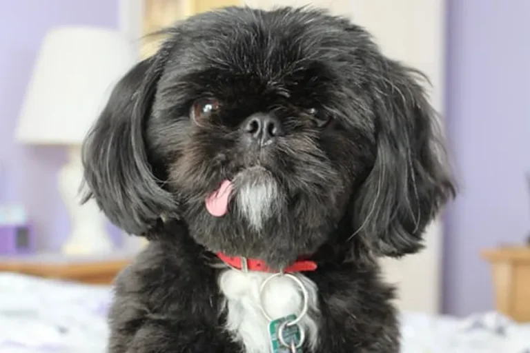 Shih Tzu Hypoglycemia