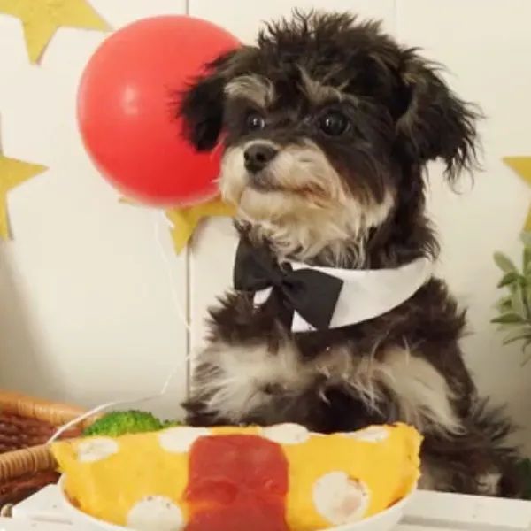 Shih Tzu Liver and rosemary omelet food