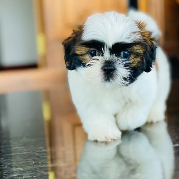 Shih Tzu Types and symptoms of Hypoglycemia