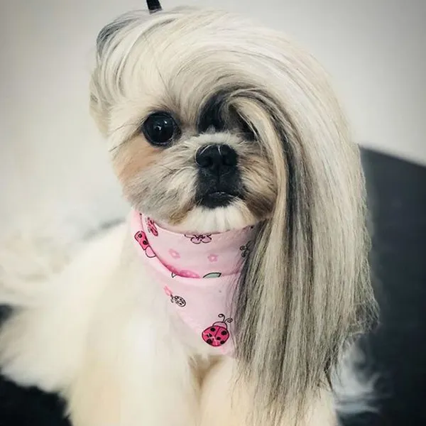 Shih Tzu long hair grooming