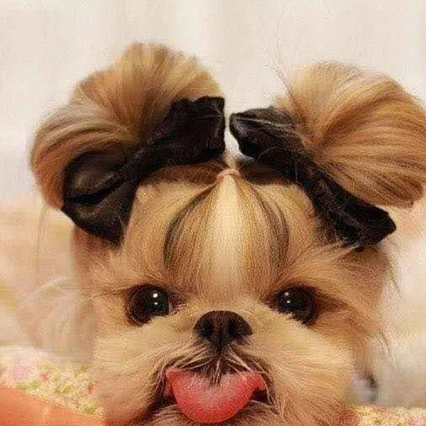 Shih Tzu short hair grooming