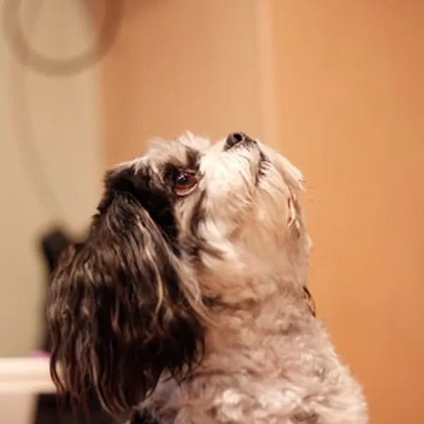 Shih Tzu treatments for Hypoglycemia