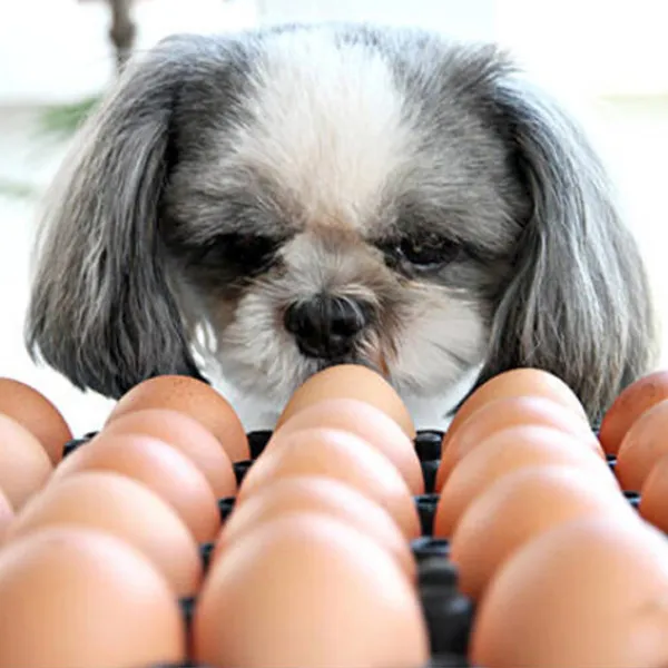 Shih Tzu watching over the eggs