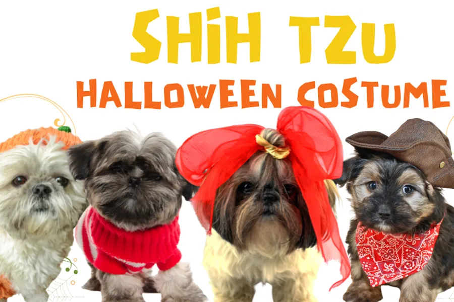 Shih Tzu Halloween Costumes