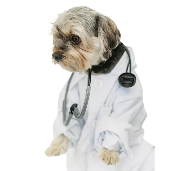 Shih Tzu Halloween Custome doctor