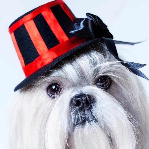 Shih Tzu Halloween Custome magician