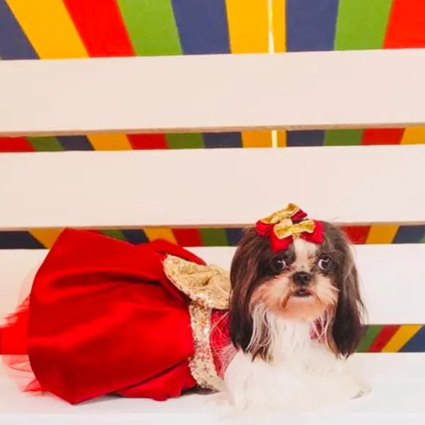Shih Tzu Halloween Custome princess