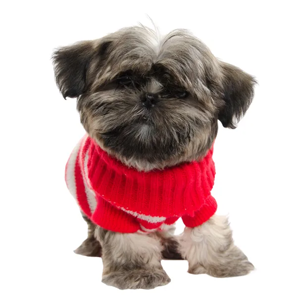 Shih Tzu Halloween Custome sweater