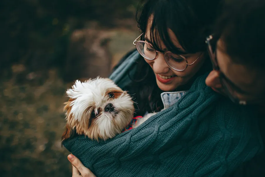 Shih Tzu a Good Family Dog