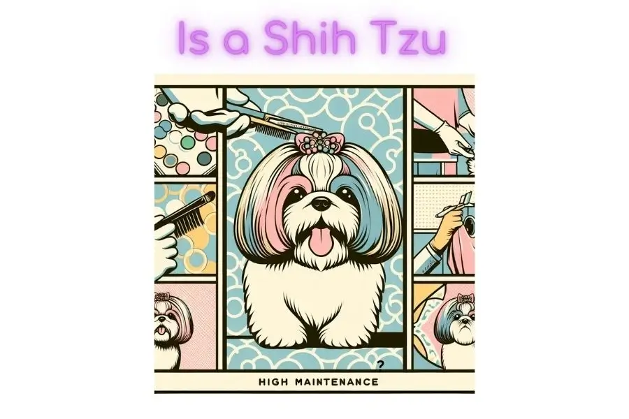 is a Shih tzu High Maintenance
