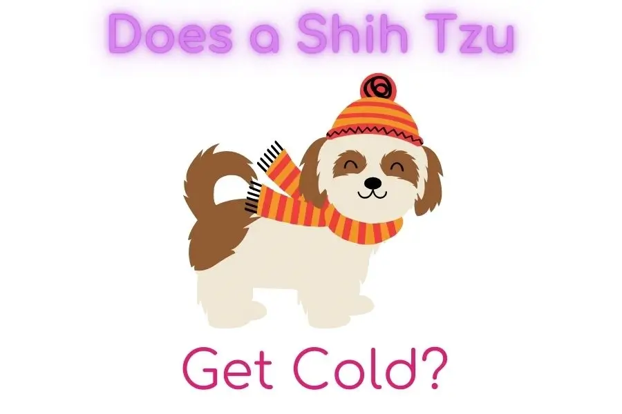 Does Shih Tzu Get Cold