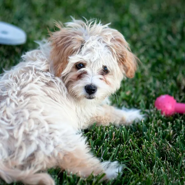 Shih Tzu Exercise Recovery