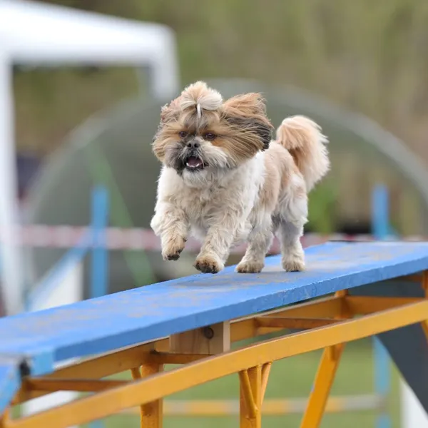Shih Tzu Exercise Tips