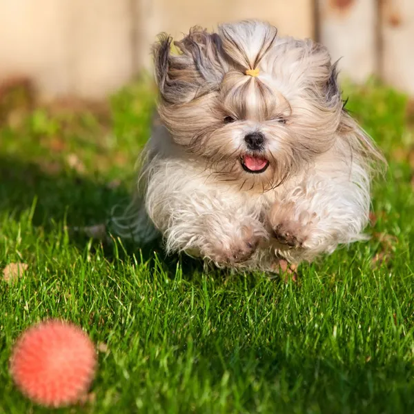 Shih Tzu Mental stimulation toys