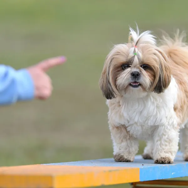 Shih Tzu socialization and obedience training