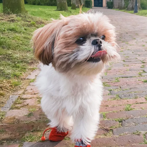 Shih Tzu walking tips