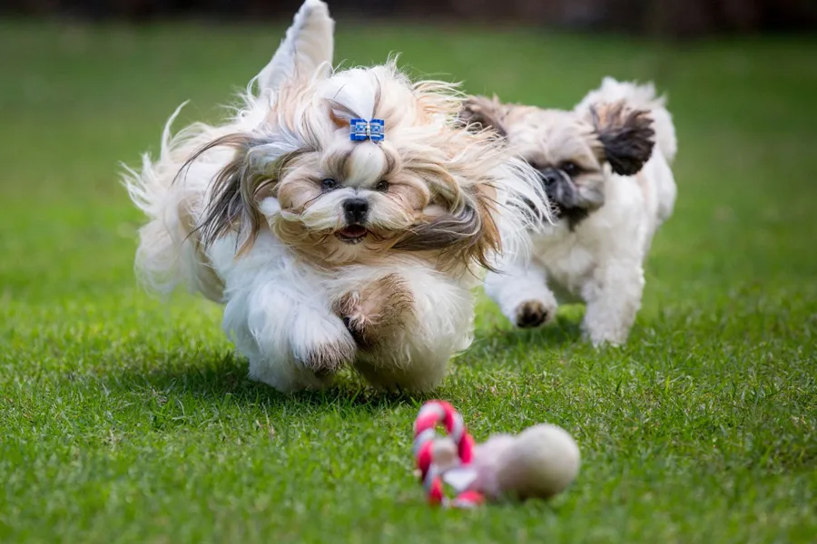 Shih Tzu’s how much exercise do they need