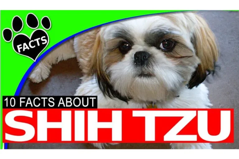 Shih Tzu Fun Facts