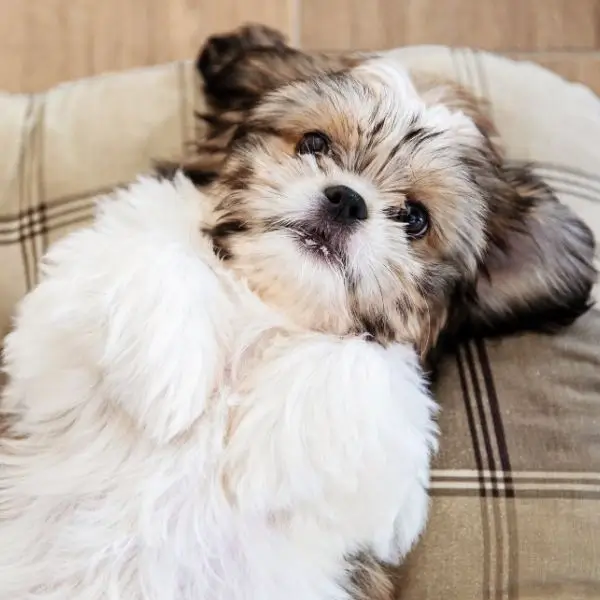 Shih Tzu Affection