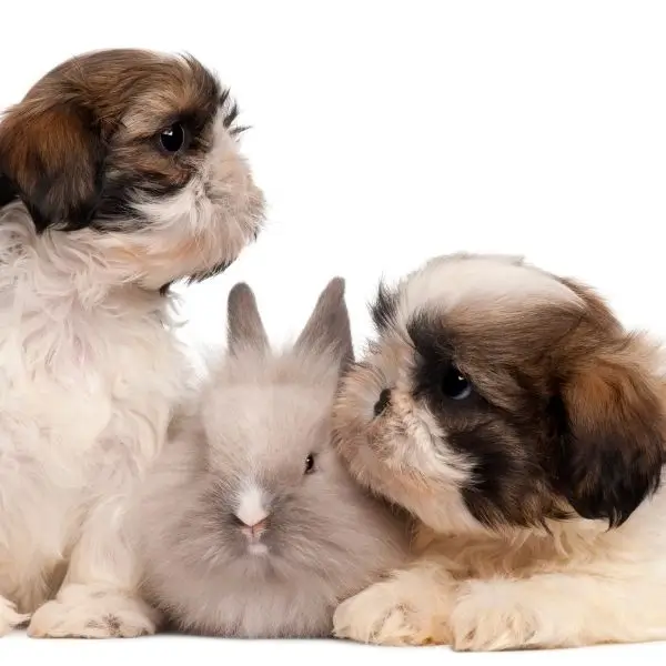 Shit Tzu and other pets