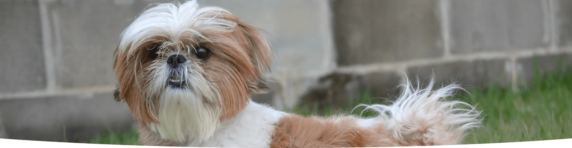 Blog page banner shih tzu