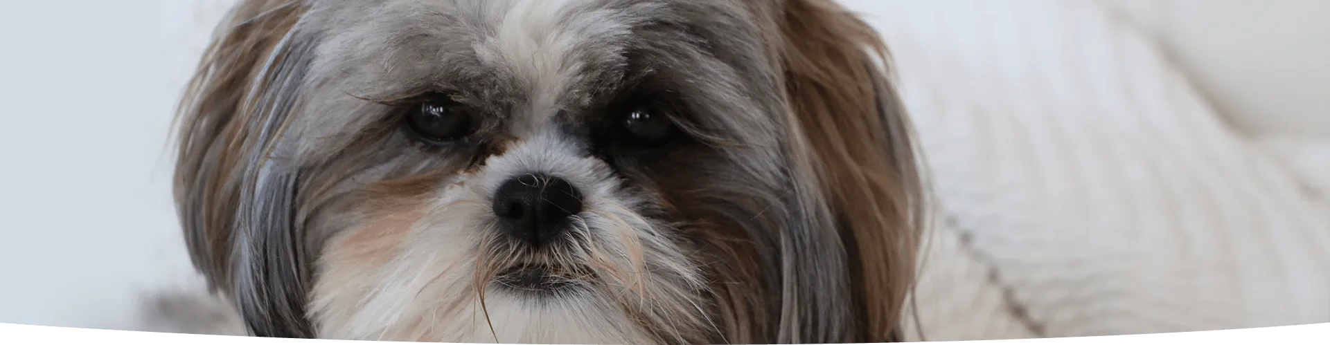 Contact page banner shih tzu Time