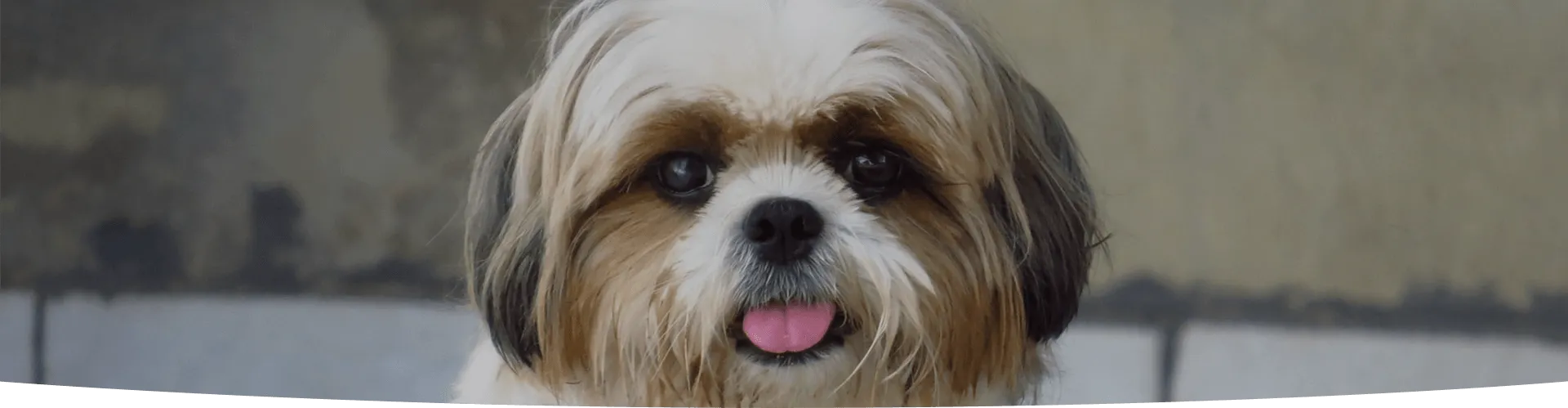 Health page banner shih tzu