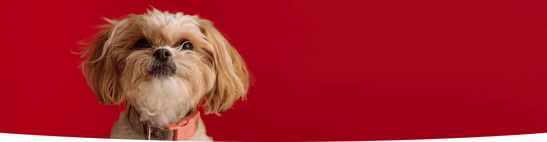 News page banner shih tzu