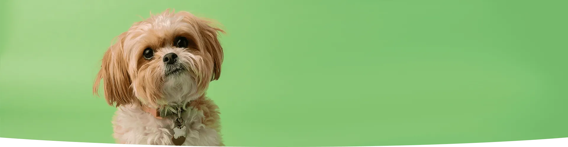 Tips page banner shih tzu