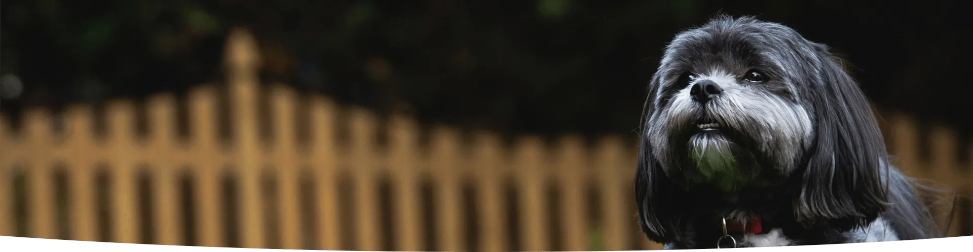 Training page banner shih tzu