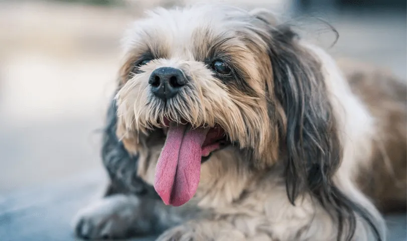 shih tzu vomiting
