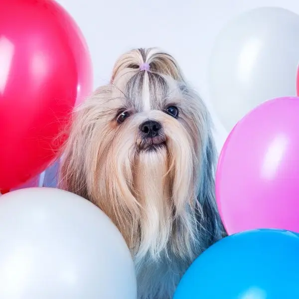 Dog emotional costs and investment