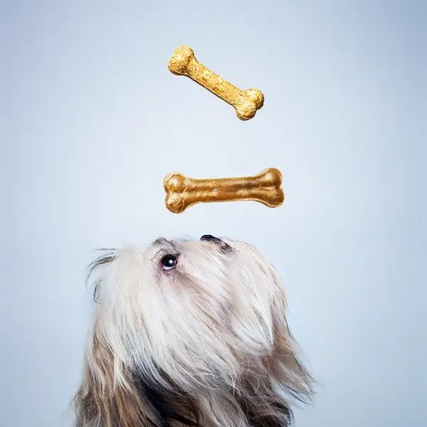 Dog food costs and quality