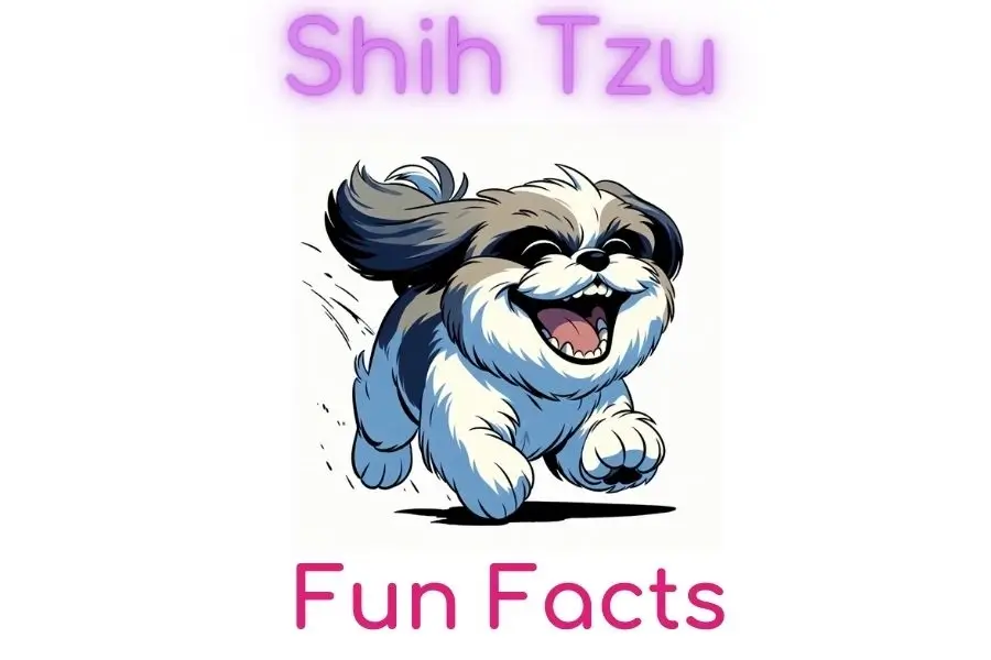 Fun Facts About Shih Tzu