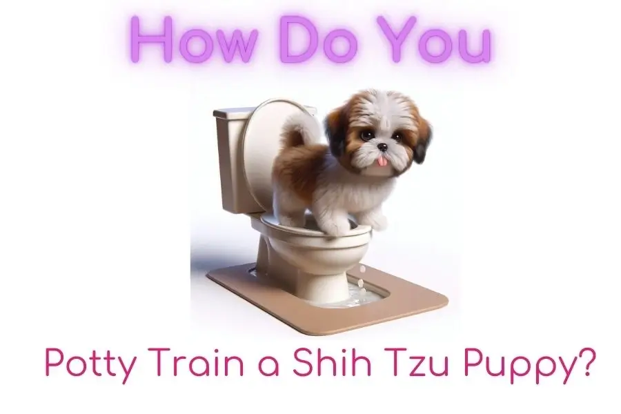 How Do You Potty Train a Shih Tzu Puppy