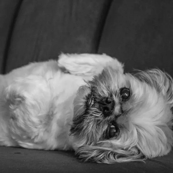 Medical and dental dog costs