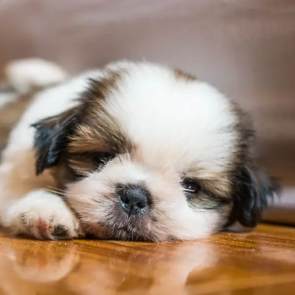 Puppy Shih Tzu Life