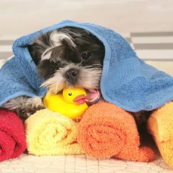 Saving costs for dog owners