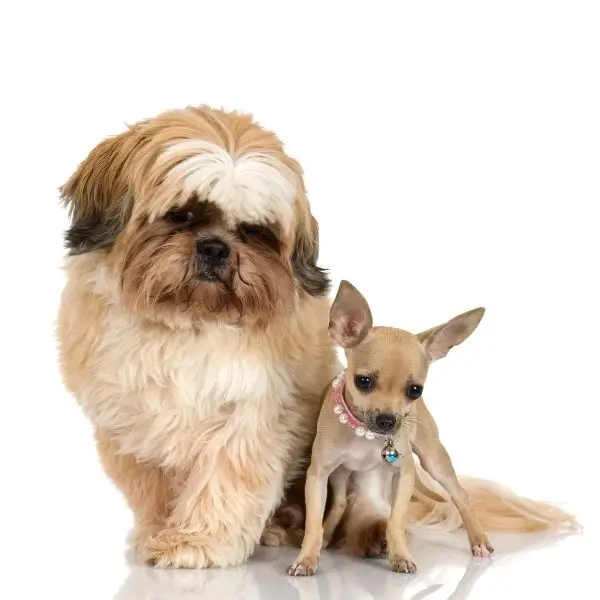 Shih Tzu Chihuahua Mix | Shih Tzu Time