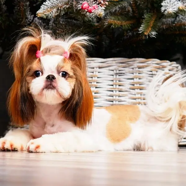 Shih Tzu Dog Costs