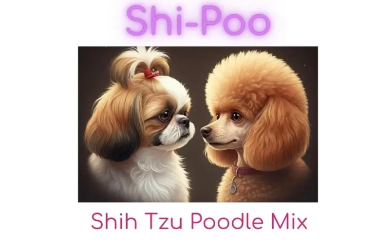 Shih Tzu Poodle Mix