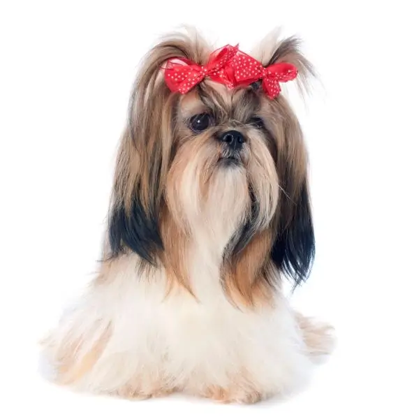 Shih Tzu Regional pricing