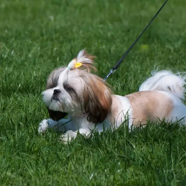 Shih Tzu Toilet Training