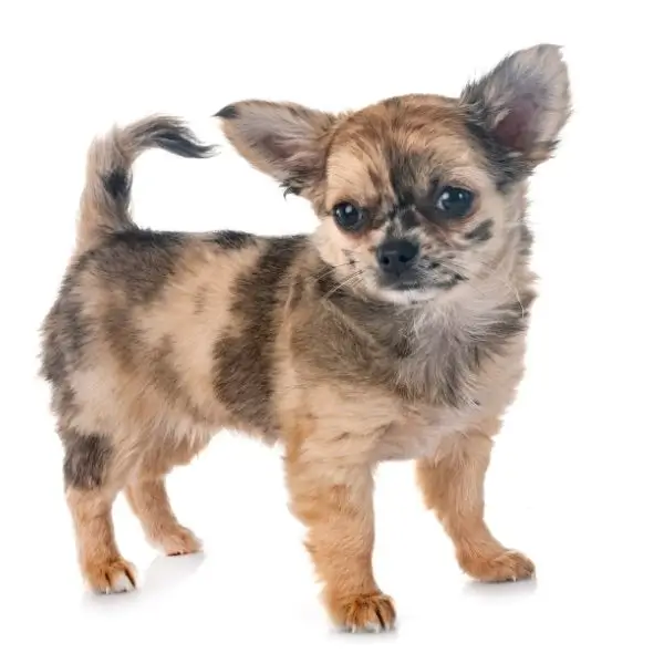 Shih Tzu X Chihuahua